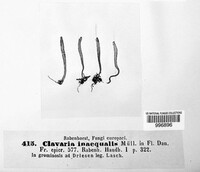 Clavulinopsis helvola image